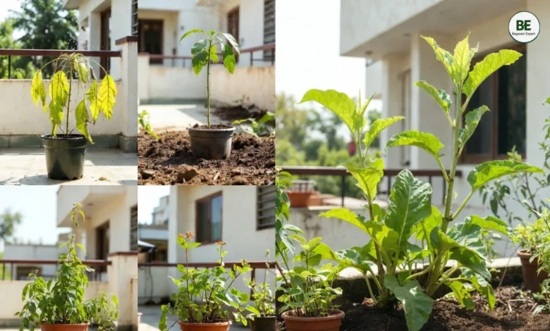 Home Gardening Mistakes