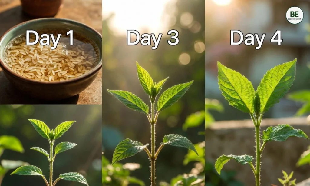 Rice Water Benefits for Plants