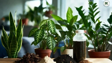 Organic Fertilizer for Indoor Plants