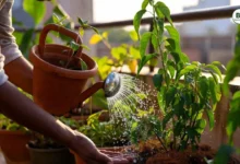 Plants Watering Guide