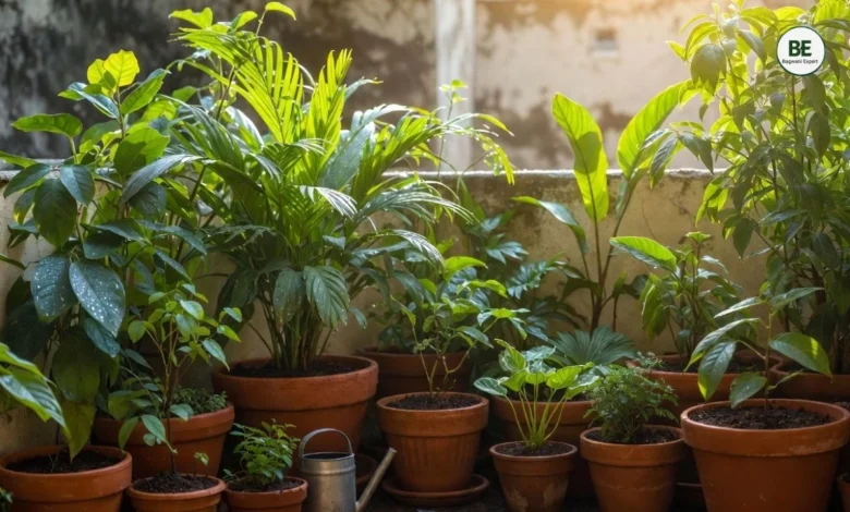Plant Care Tips