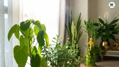Lucky Plants for Home