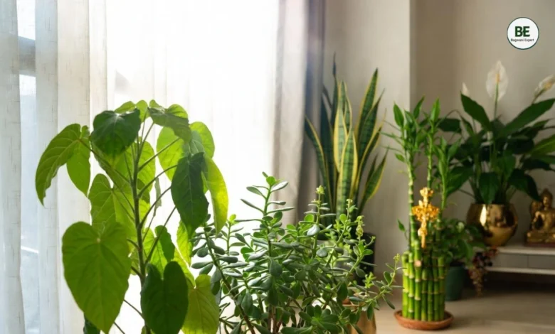 Lucky Plants for Home