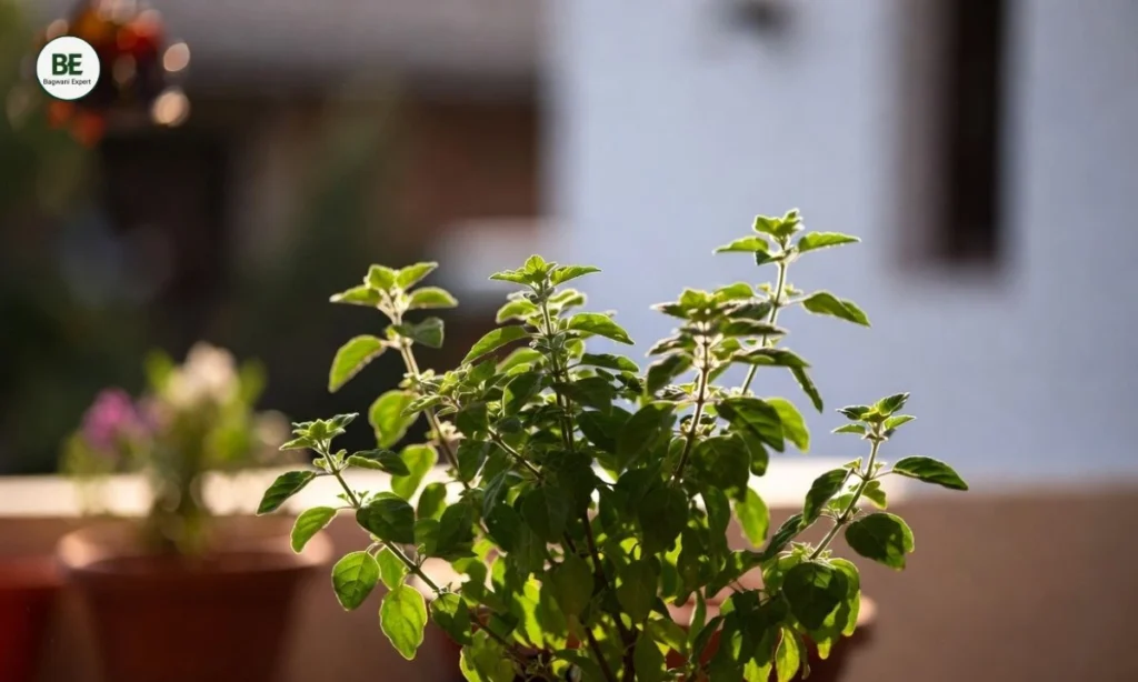Lucky Plants for Home