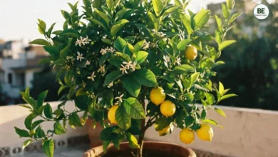 Lemon Plant in Pot