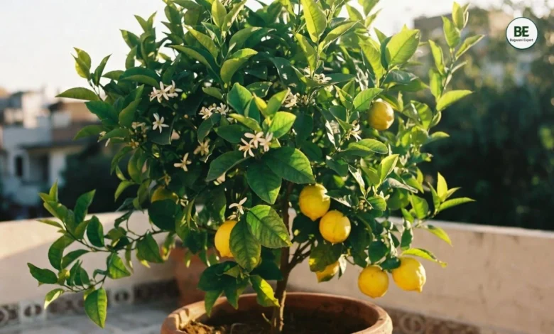 Lemon Plant in Pot