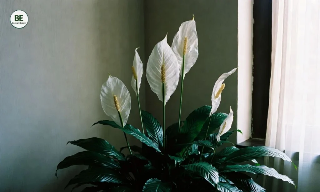 Best Indoor Plants for Bedroom