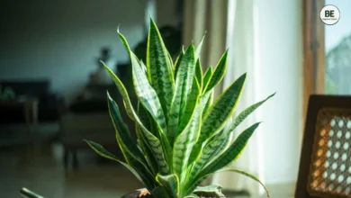 Snake Plant Care at Home