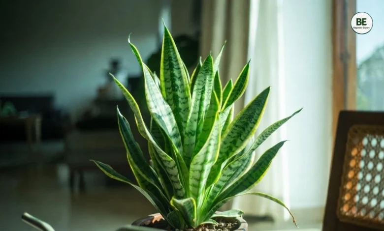 Snake Plant Care at Home