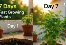 7 Days Fast Growing Plants