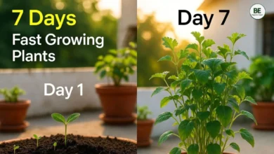 7 Days Fast Growing Plants