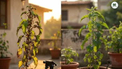 Plant Pest Control
