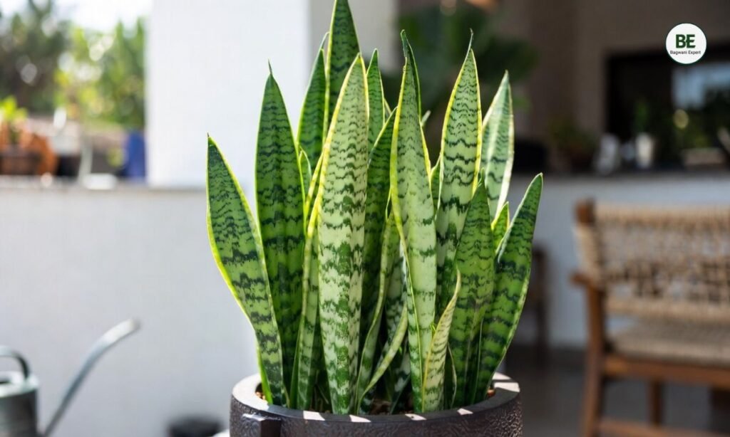 Living Room Plants