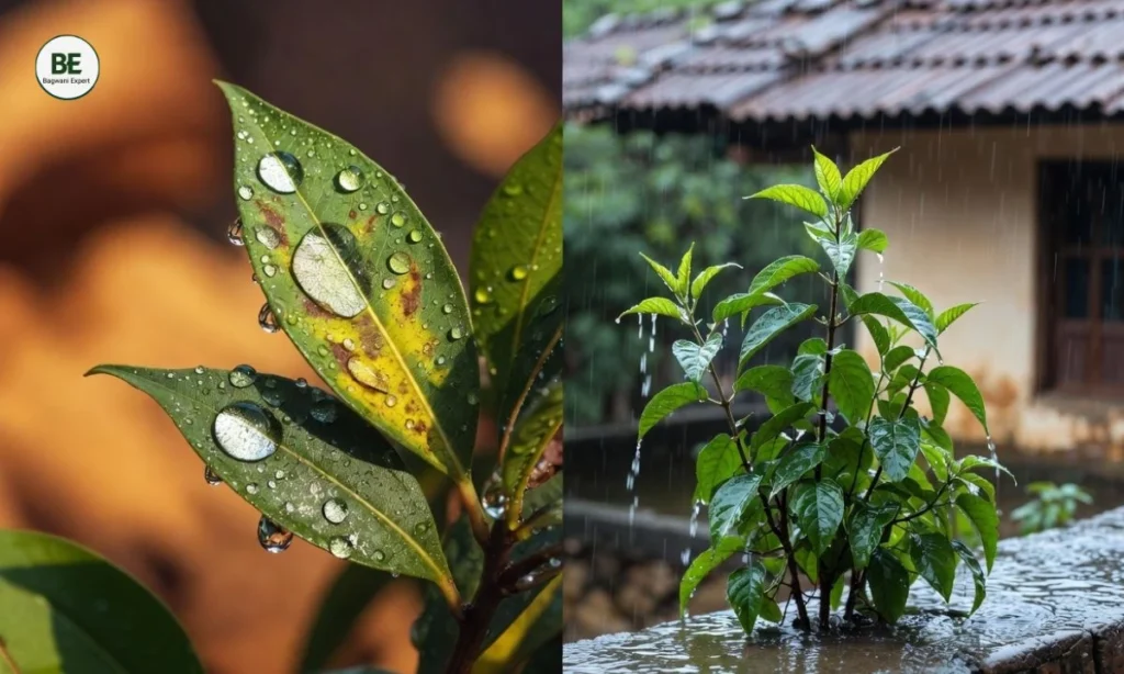 Rainy Season Plant Care