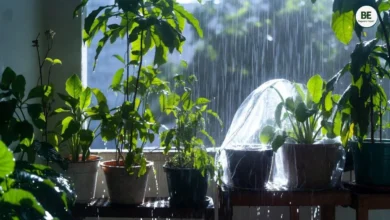 Rainy Season Plant Care