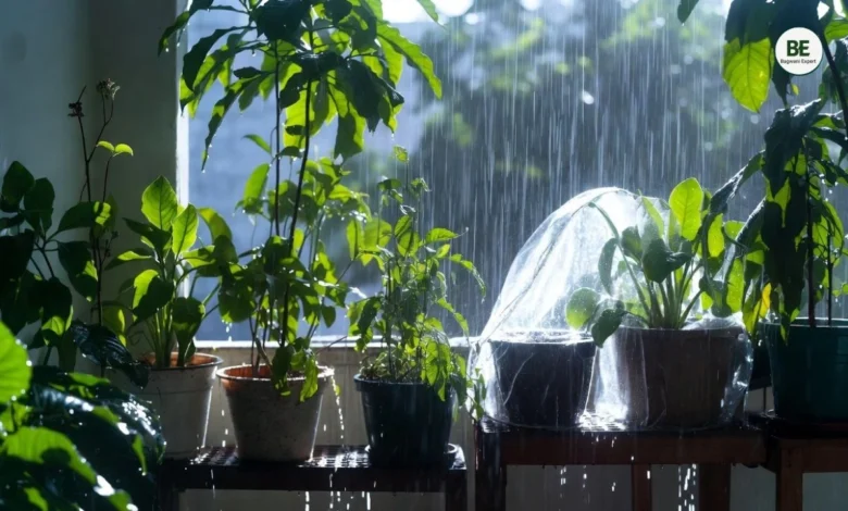 Rainy Season Plant Care
