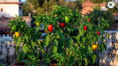 Capsicum Farming at Home