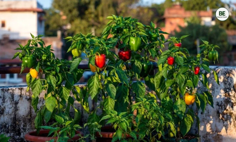 Capsicum Farming at Home