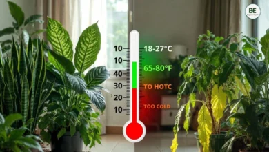 Indoor Plants