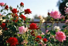 Rose Flowering Tips