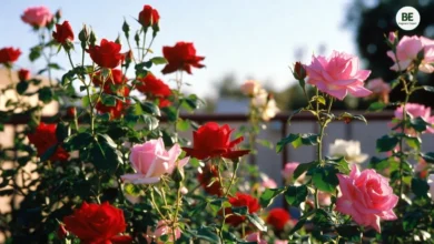 Rose Flowering Tips