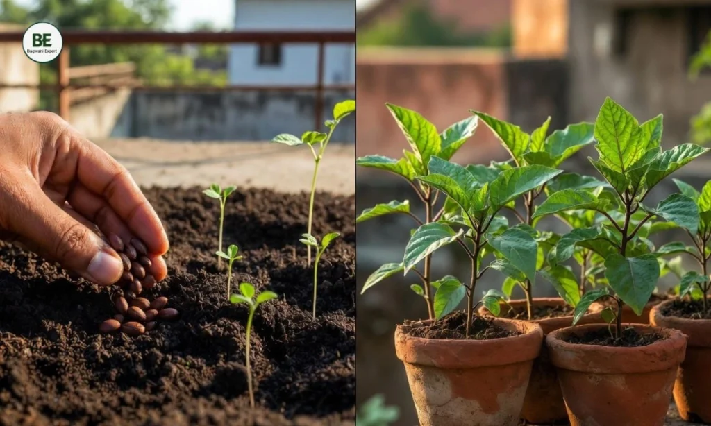 Brinjal Plant Care Tips