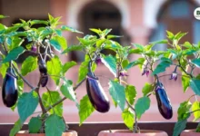 Brinjal Plant Care Tips