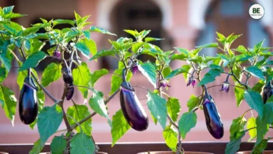 Brinjal Plant Care Tips