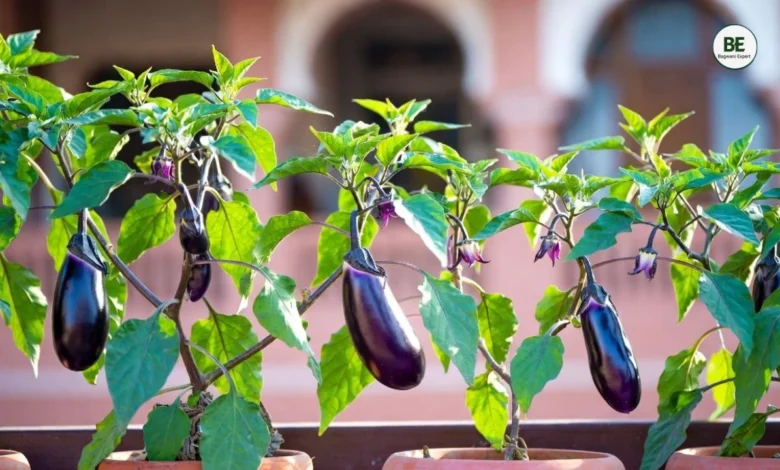 Brinjal Plant Care Tips