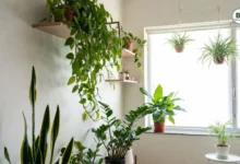 Best Indoor Plants for Small Flats