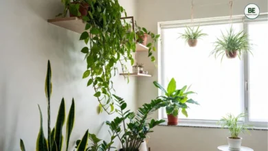 Best Indoor Plants for Small Flats