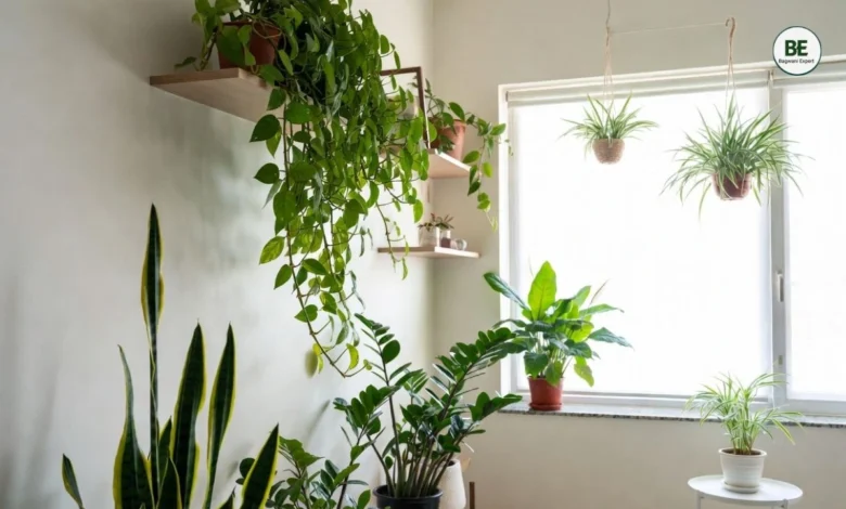 Best Indoor Plants for Small Flats