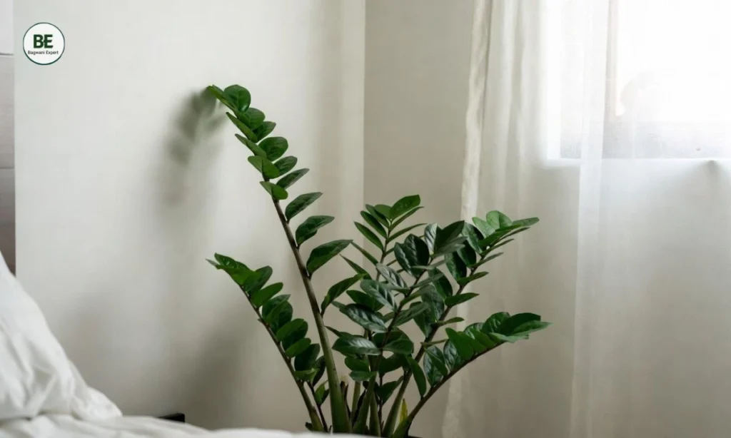 Best Indoor Plants for Small Flats
