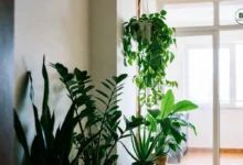 Low Maintenance Indoor Plants