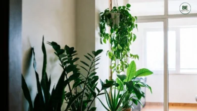 Low Maintenance Indoor Plants