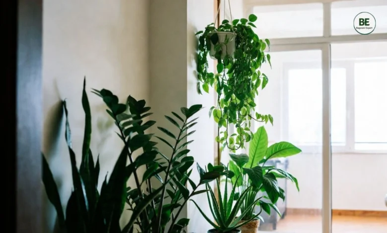 Low Maintenance Indoor Plants