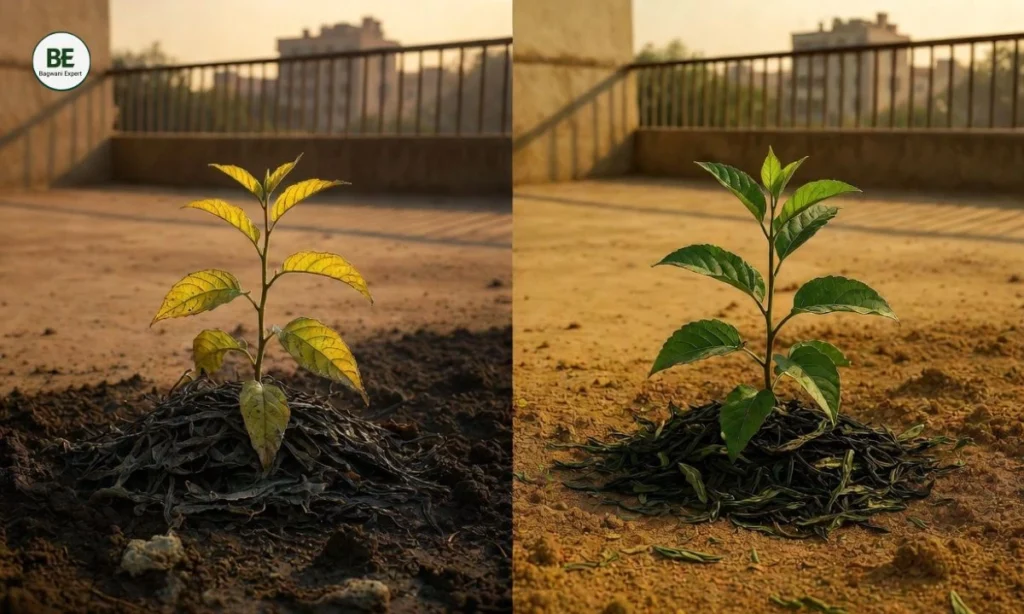 Tea Leaves Fertilizer for Plants