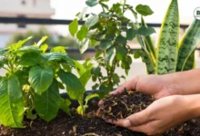 Tea Leaves Fertilizer for Plants