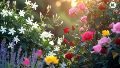 Best Fragrant Flowers for Home Garden