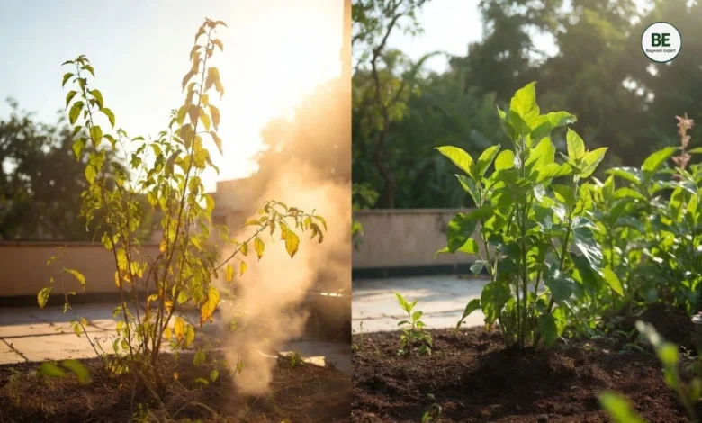 Best Fertilizer for Plants in Summer
