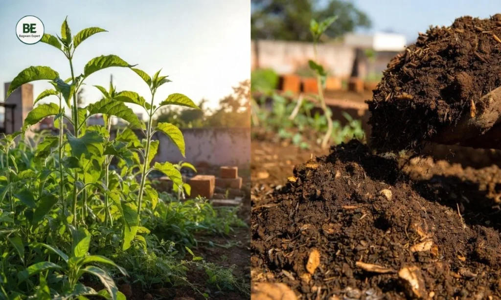 Best Fertilizer for Plants in Summer