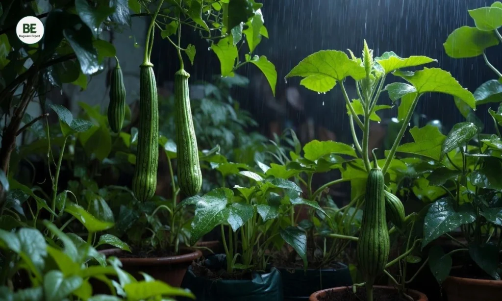 Best Vegetables for Rainy Season