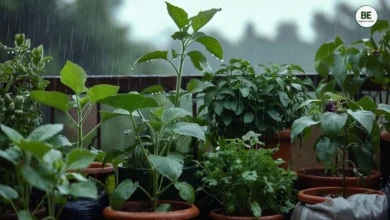 Best Vegetables for Rainy Season