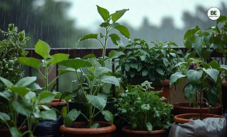 Best Vegetables for Rainy Season