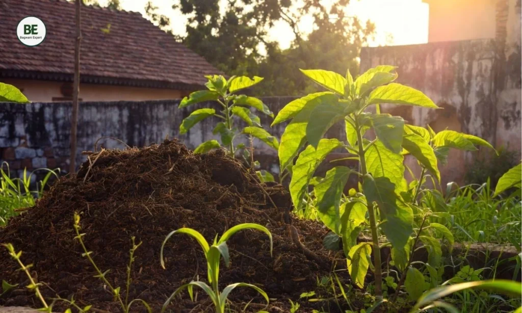 Best Fertilizer for Home Garden