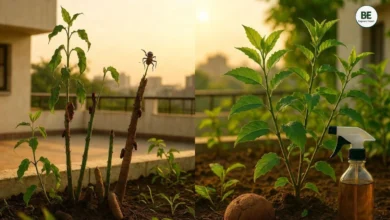 Termite Treatment for Plants