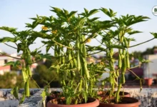 Okra Gardening Guide