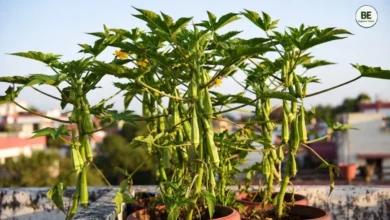 Okra Gardening Guide