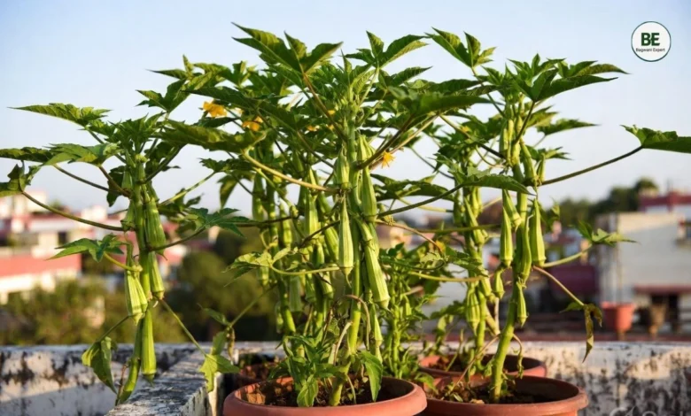 Okra Gardening Guide