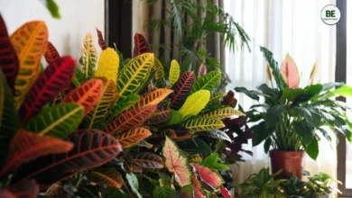 Colorful Plants for Home